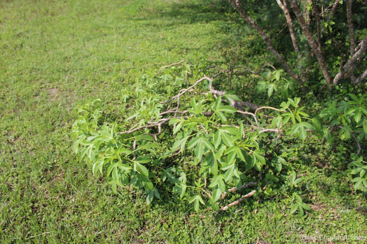 Jatropha glandulifera Roxb.